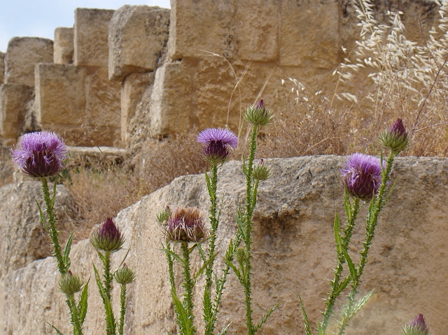 Jerash (15).JPG